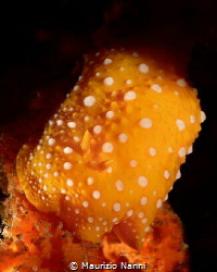 Nudis: calabria by Maurizio Nanni 